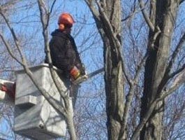 Environmental Tree Service bucket truck raised to reach high branches