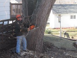 Close-up of chainsaw work during a precision tree removal operation