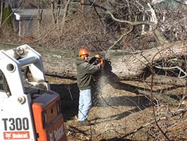 Arborist cutting through a tree trunk with a chainsaw during a removal job