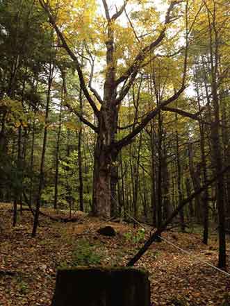 Mature trees in a Northeastern Pennsylvania landscape
