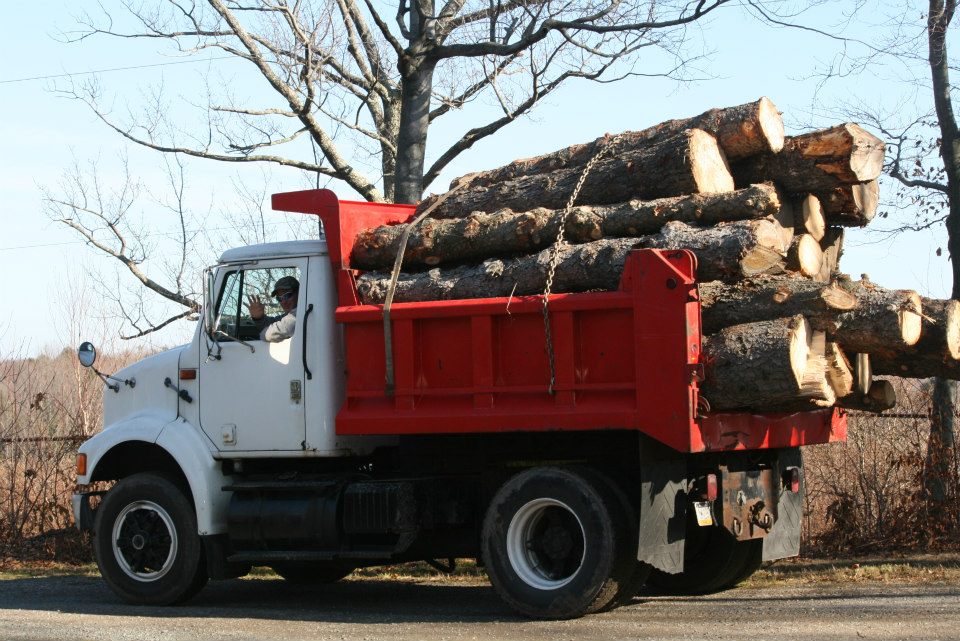 Sunlit forest canopy in Northeastern Pennsylvania where Environmental Tree Service operates