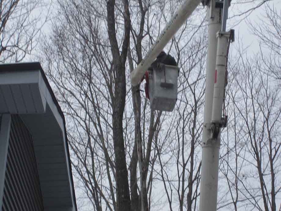 Arborist hand-trimming branches on a tree in Northeastern Pennsylvania