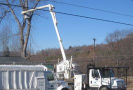 Tree health inspection before trimming to determine the best approach