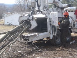 Trimming heavy limbs from a mature tree near a residential property