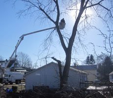 Careful tree pruning to promote healthy growth and clear sightlines